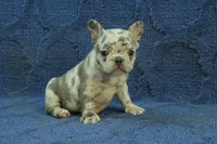 Vivian, a female French Bulldog for sale in Hickory, NC – 8 of 10