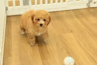 Annie, a female Poodle - Toy  for sale in Hickory, NC – 2 of 9