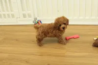 Tucker, a male Poodle - Toy  for sale in Hickory, NC – 5 of 10