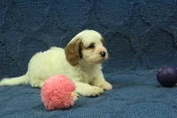 Daisy, a female Cavapoo for sale in Hickory, NC – 3 of 5