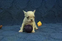 Alice, a female French Bulldog for sale in Hickory, NC – 5 of 10