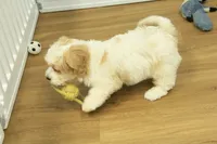 Milo, a male Cavachon for sale in Hickory, NC – 3 of 6