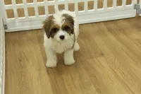 Scooter, a male Cavapoo for sale in Hickory, NC – 3 of 10