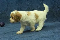 Madelyn F1B, a female Cavapoo for sale in Hickory, NC – 3 of 9