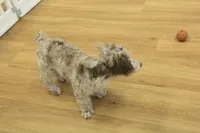 Carter, a male Poodle - Toy  for sale in Hickory, NC – Photo 8 of 9