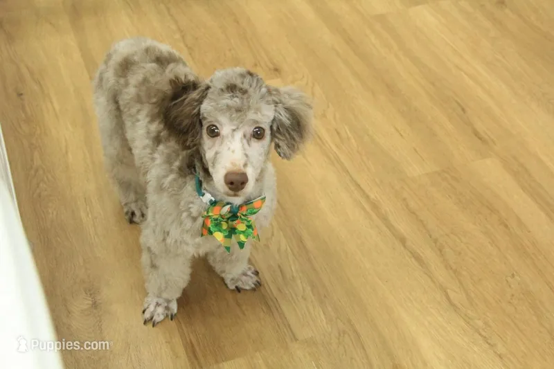 Carter – Poodle - Toy  puppy for sale in Hickory, NC