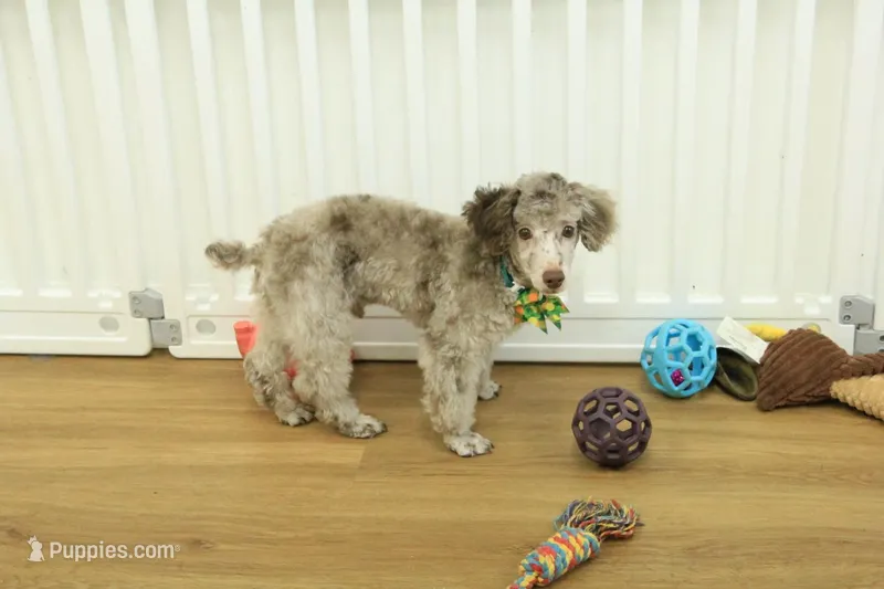 Carter – Poodle - Toy  puppy for sale in Hickory, NC