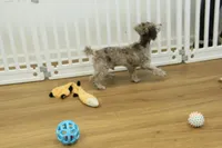 Carter, a male Poodle - Toy  for sale in Hickory, NC – Photo 1 of 9