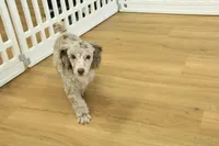 Carter, a male Poodle - Toy  for sale in Hickory, NC – Photo 7 of 9