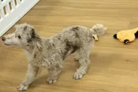 Carter, a male Poodle - Toy  for sale in Hickory, NC – Photo 6 of 9