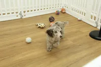 Carter, a male Poodle - Toy  for sale in Hickory, NC – Photo 3 of 9