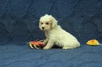 Violet F1B, a female Cavapoo for sale in Hickory, NC – 3 of 9