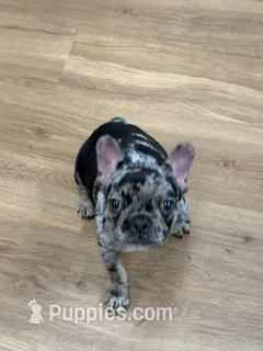 Betty – French Bulldog puppy for sale in Hickory, NC