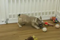 Tate, a male French Bulldog for sale in Hickory, NC – 7 of 10
