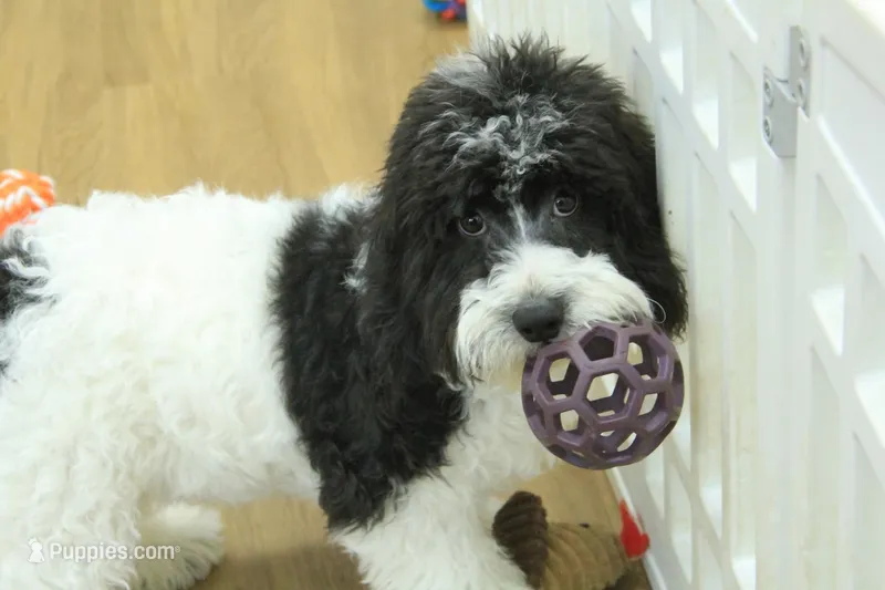 June Bug Spayed – Cavachon puppy for sale in Hickory, NC