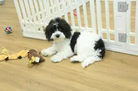 June Bug Spayed, a female Cavachon for sale in Hickory, NC – 10 of 10
