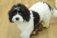 June Bug Spayed, a female Cavachon for sale in Hickory, NC – 5 of 10