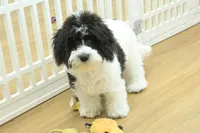 June Bug Spayed, a female Cavachon for sale in Hickory, NC – 4 of 10