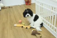 June Bug Spayed, a female Cavachon for sale in Hickory, NC – 3 of 10