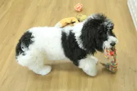 June Bug Spayed, a female Cavachon for sale in Hickory, NC – 6 of 10