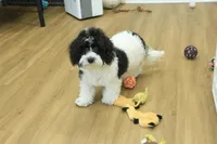 June Bug Spayed, a female Cavachon for sale in Hickory, NC – 8 of 10