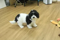 June Bug Spayed, a female Cavachon for sale in Hickory, NC – 7 of 10