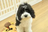June Bug Spayed, a female Cavachon for sale in Hickory, NC – 2 of 10