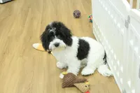 June Bug Spayed, a female Cavachon for sale in Hickory, NC – 9 of 10