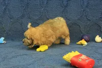 Skylar, a male Maltipoo for sale in Hickory, NC – 6 of 10