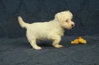 Cupcake, a female Maltipoo for sale in Hickory, NC – 6 of 10