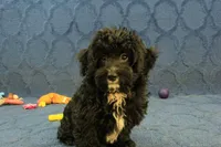 Oreo, a male Cavachon for sale in Hickory, NC – 2 of 10