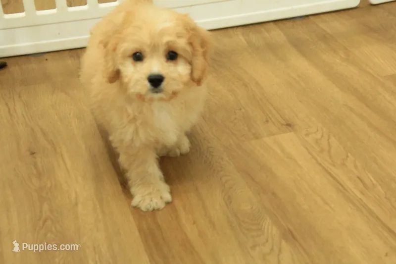 Golden Boy – Cavachon puppy on hold in Hickory, NC