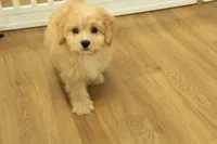 Golden Boy, a male Cavachon for sale in Hickory, NC – 1 of 10