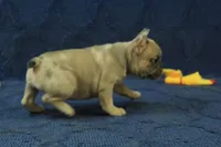 Paisley, a female French Bulldog for sale in Hickory, NC – 7 of 10