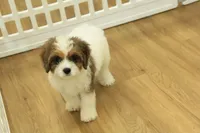 Scooter, a male Cavapoo for sale in Hickory, NC – 8 of 10