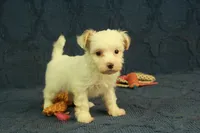 Cassidy, a female Maltipoo for sale in Hickory, NC – 8 of 10