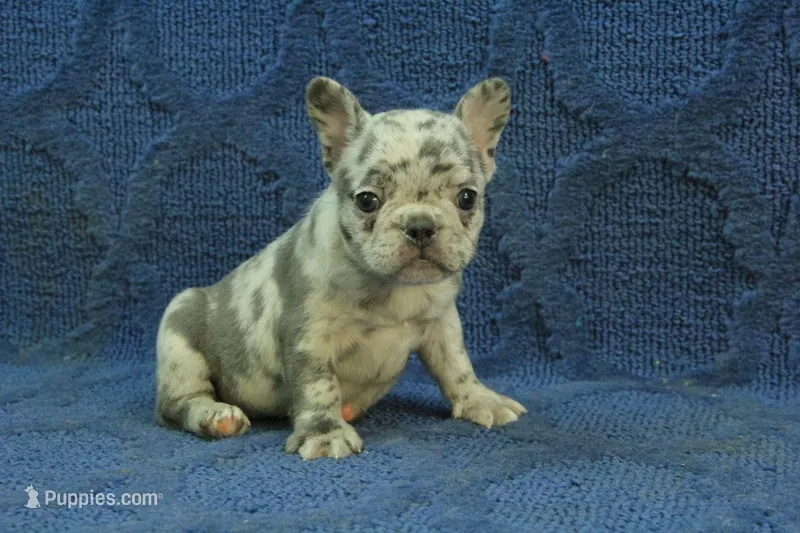 Vivian – French Bulldog puppy for sale in Hickory, NC