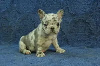 Vivian, a female French Bulldog for sale in Hickory, NC – 1 of 10