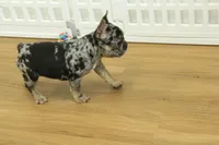 Betty, a female French Bulldog for sale in Hickory, NC – 9 of 10