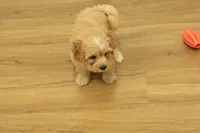 Sebastian F1B, a male Cavapoo and Poodle - Toy  for sale in Hickory, NC – 6 of 10