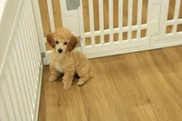 Annie, a female Poodle - Toy  for sale in Hickory, NC – 3 of 9