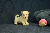 Cassidy, a female Maltipoo for sale in Hickory, NC – 4 of 10