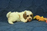 Freddy, a male Cavapoo for sale in Hickory, NC – 3 of 8