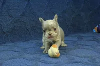 Claire, a female French Bulldog for sale in Hickory, NC – 7 of 10