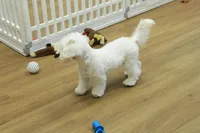 Camila, a female Bichon Frise and Maltipoo for sale in Hickory, NC – 6 of 10