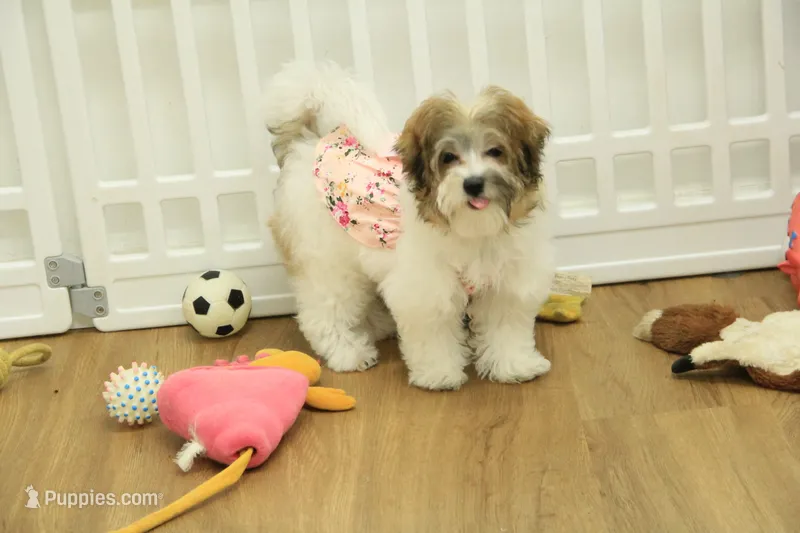 Gumdrop – Maltipoo puppy for sale in Hickory, NC
