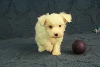 Colby, a male Maltipoo for sale in Hickory, NC – 8 of 10