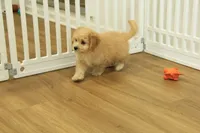 Golden Boy, a male Cavachon for sale in Hickory, NC – 4 of 10