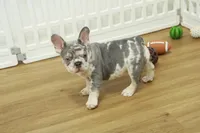 Wrangler, a male French Bulldog for sale in Hickory, NC – 7 of 10