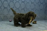 Oreo, a male Cavachon for sale in Hickory, NC – 5 of 10